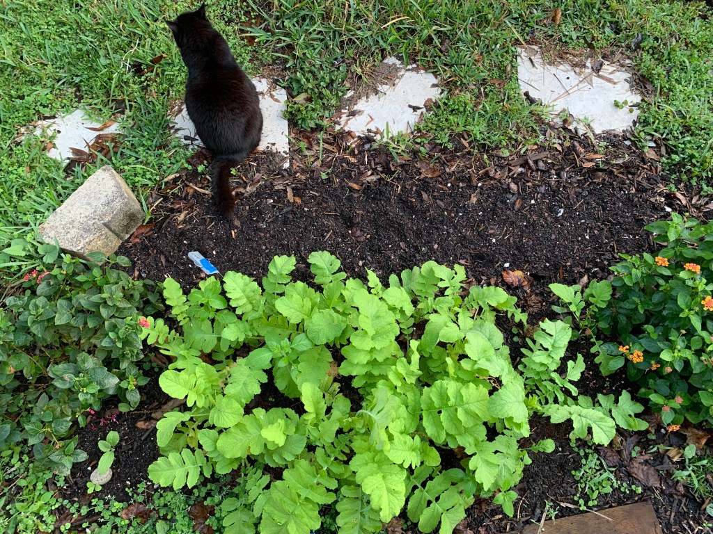 Daikon radish growing in garden bed