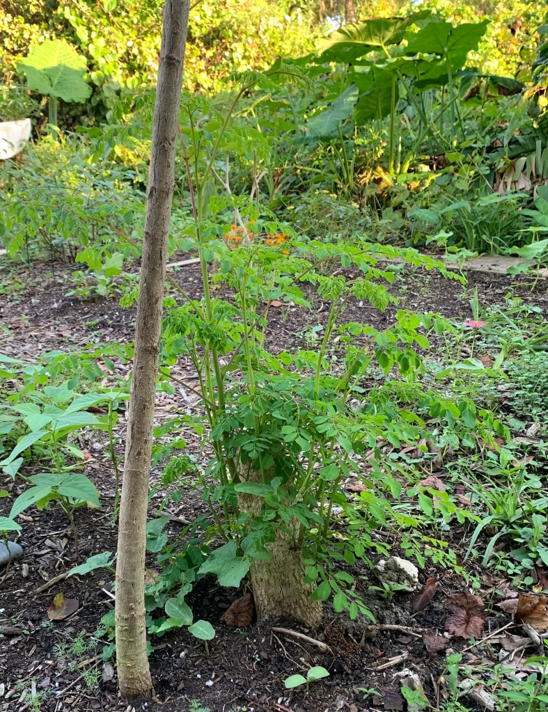 Moringa tree stump growing