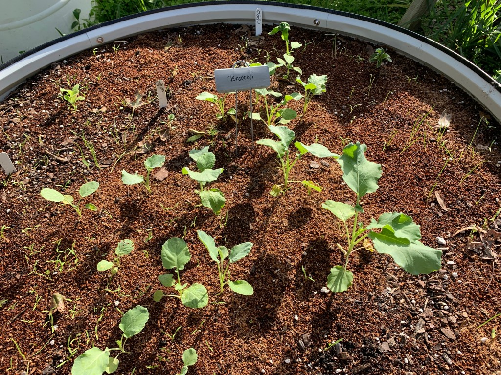 Vegega garden bed planted with broccoli seedlings.