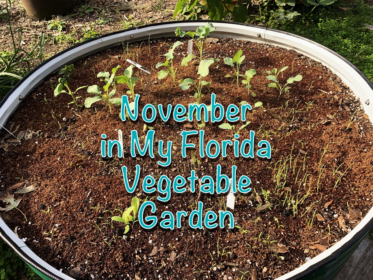 November in the Florida Vegetable&nbsp;Garden