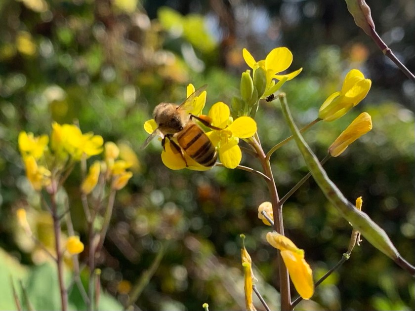 honey bee on flowering broccoli yellow
