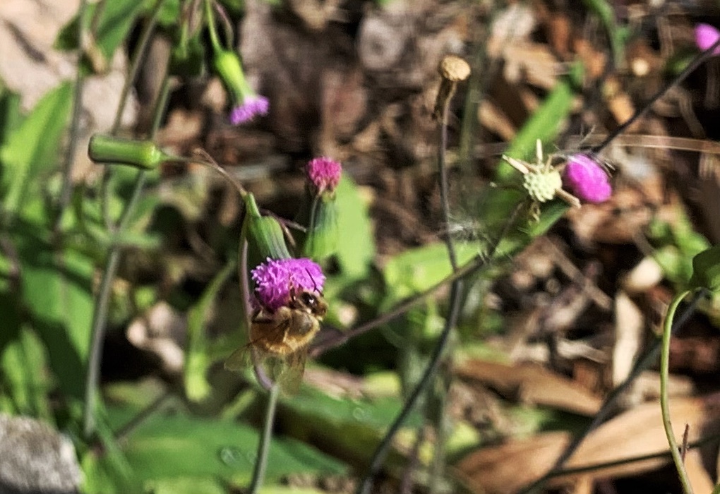 bee on tassel flower
