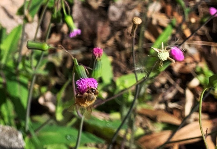 bee on tassel flower
