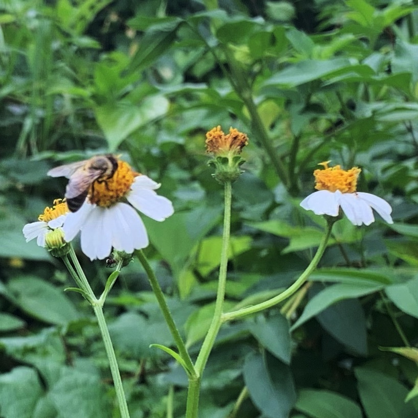 Bee on beggartick plant