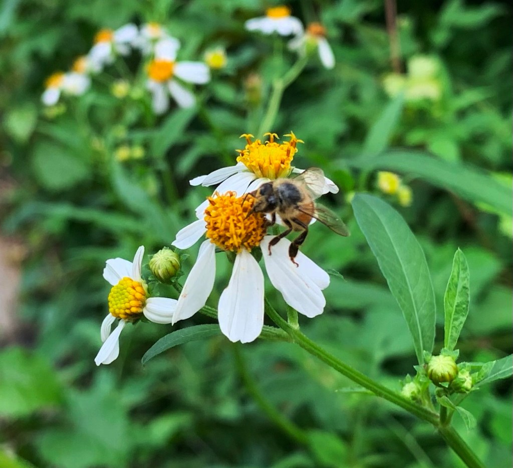 A bee perched on a white and yellow flower surrounded by green foliage.