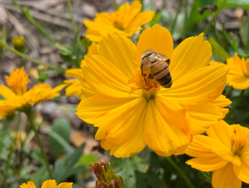 Honey bee on yellow cosmos