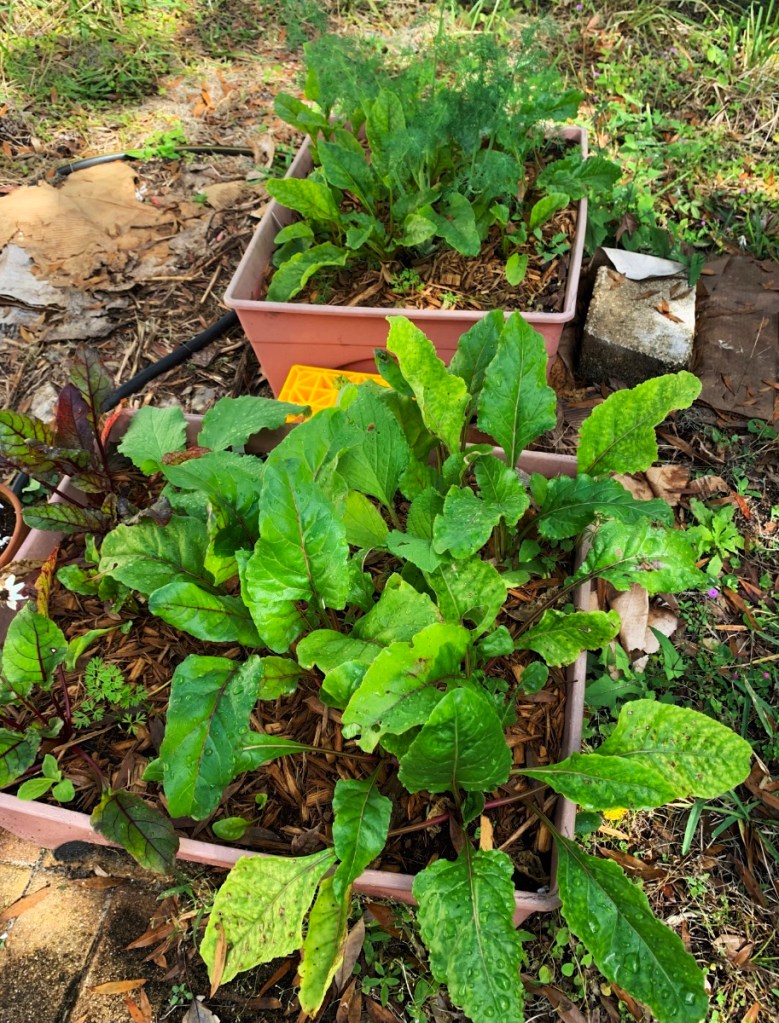 Growing beets in grow boxes during the winter months in Florida.