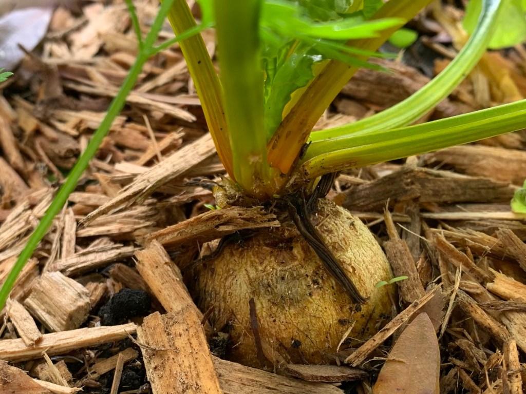 Golden beet pushing up from the ground