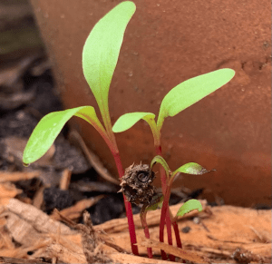 beet seedlings growing in a clump