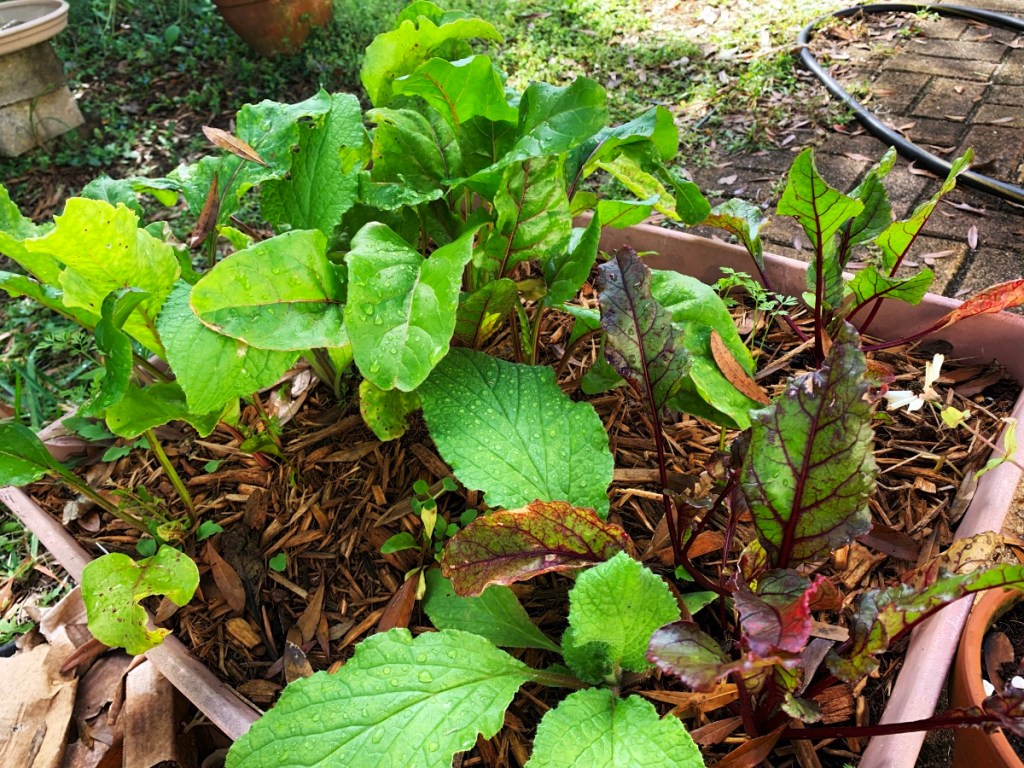 Two beet varieties.  One is the Detroit red.