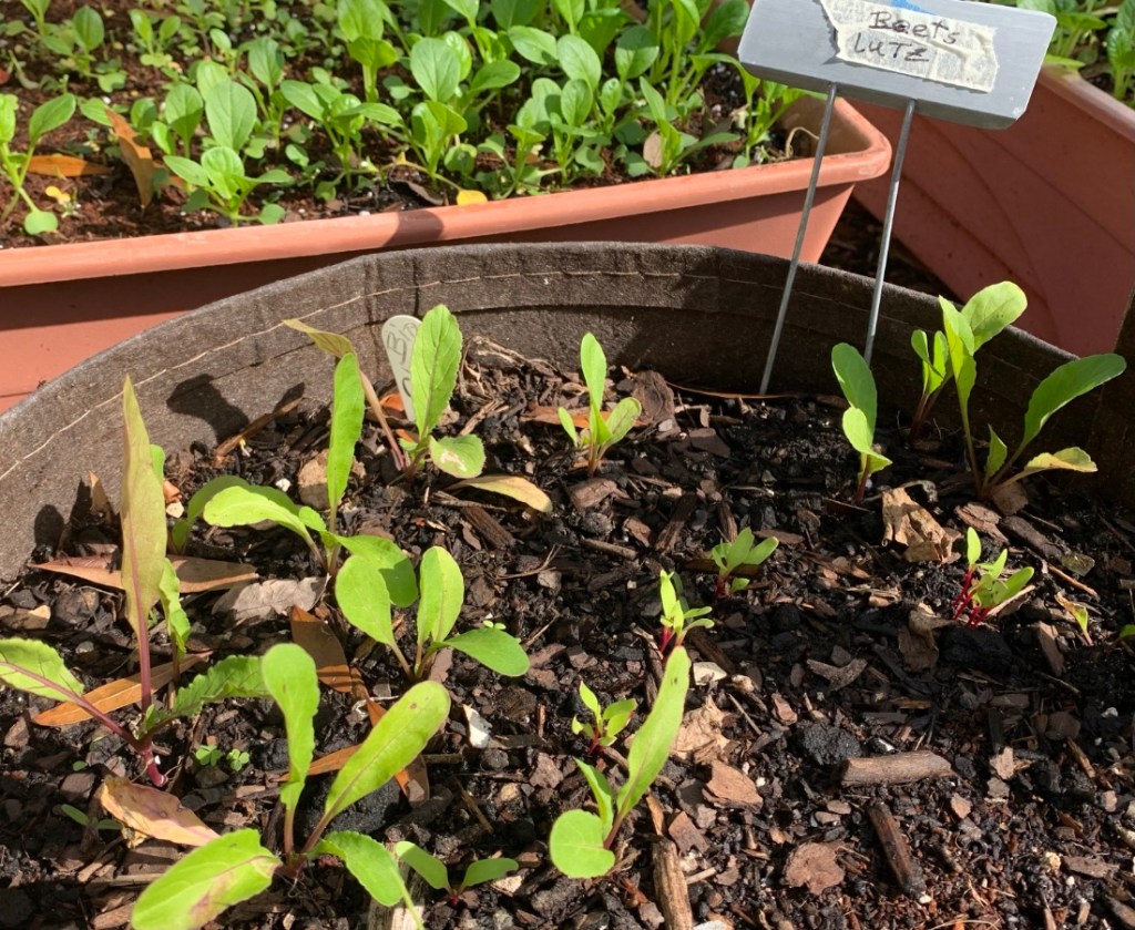 Lutz beet seedlings in fabric pot.