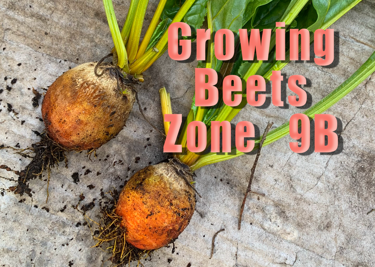 growing beets in zone 9B