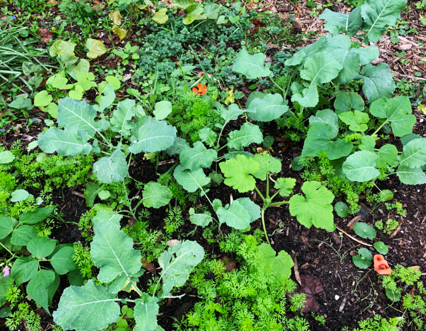broccoli plants