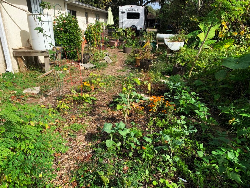 backyard garden in December