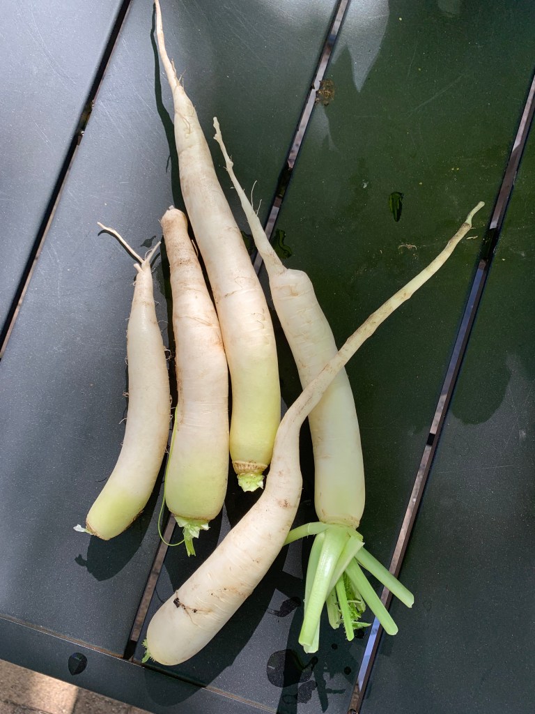 white Daikon radishes
