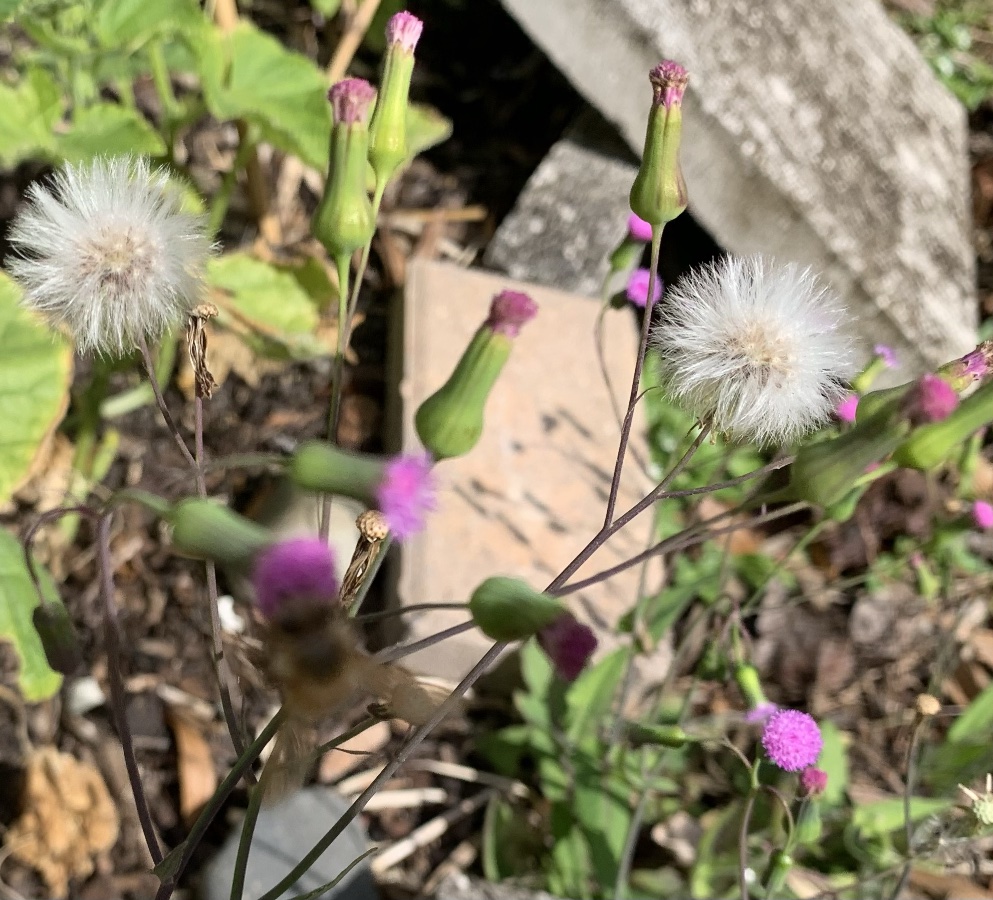 lilac tasselflower