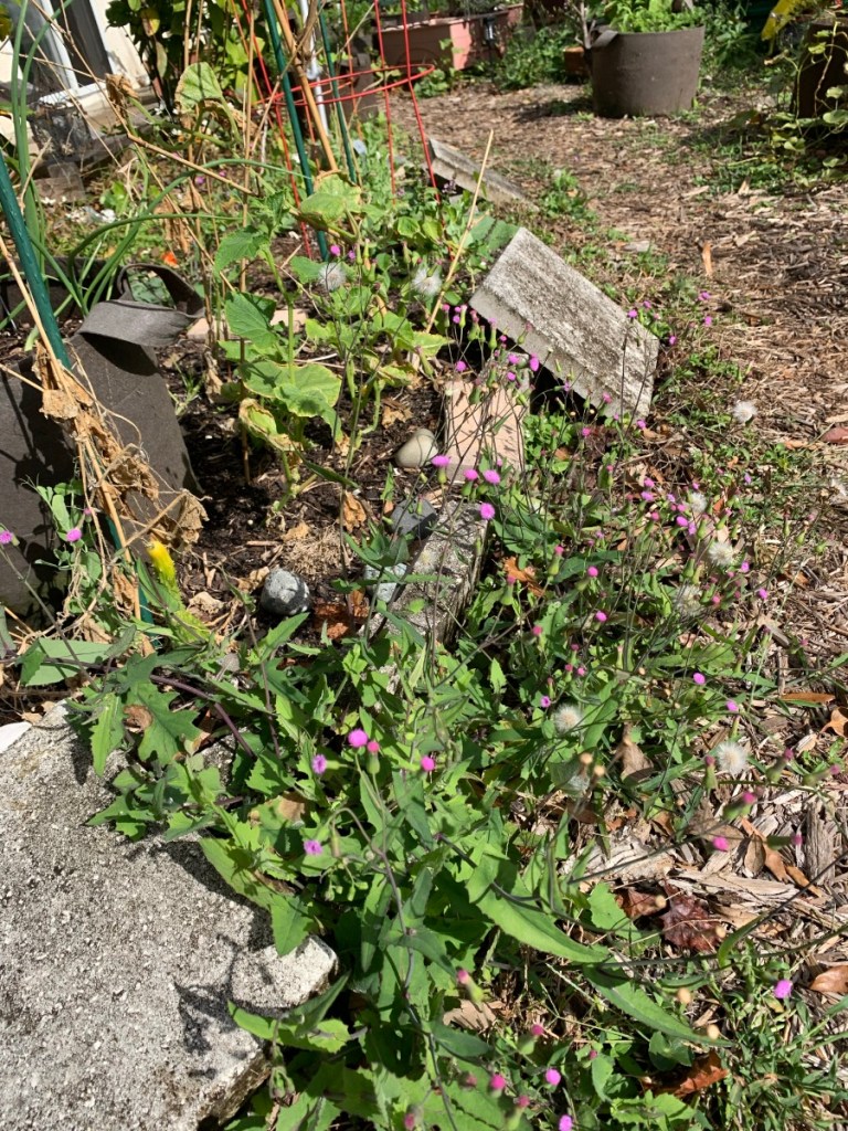 lilac tasselflower weed