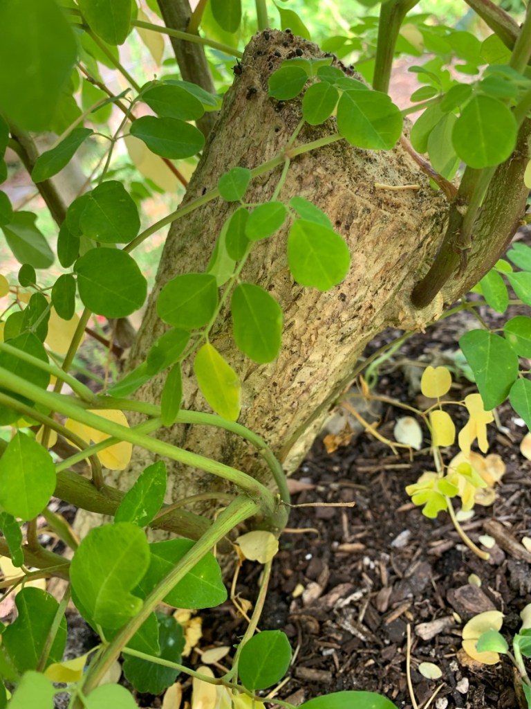 Moringa tree stump with growth
