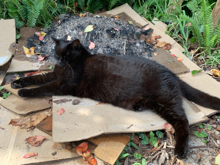 black cat on cardboard outside