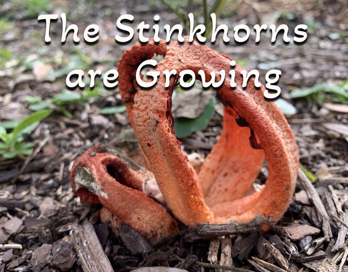 Stinkhorn mushrooms