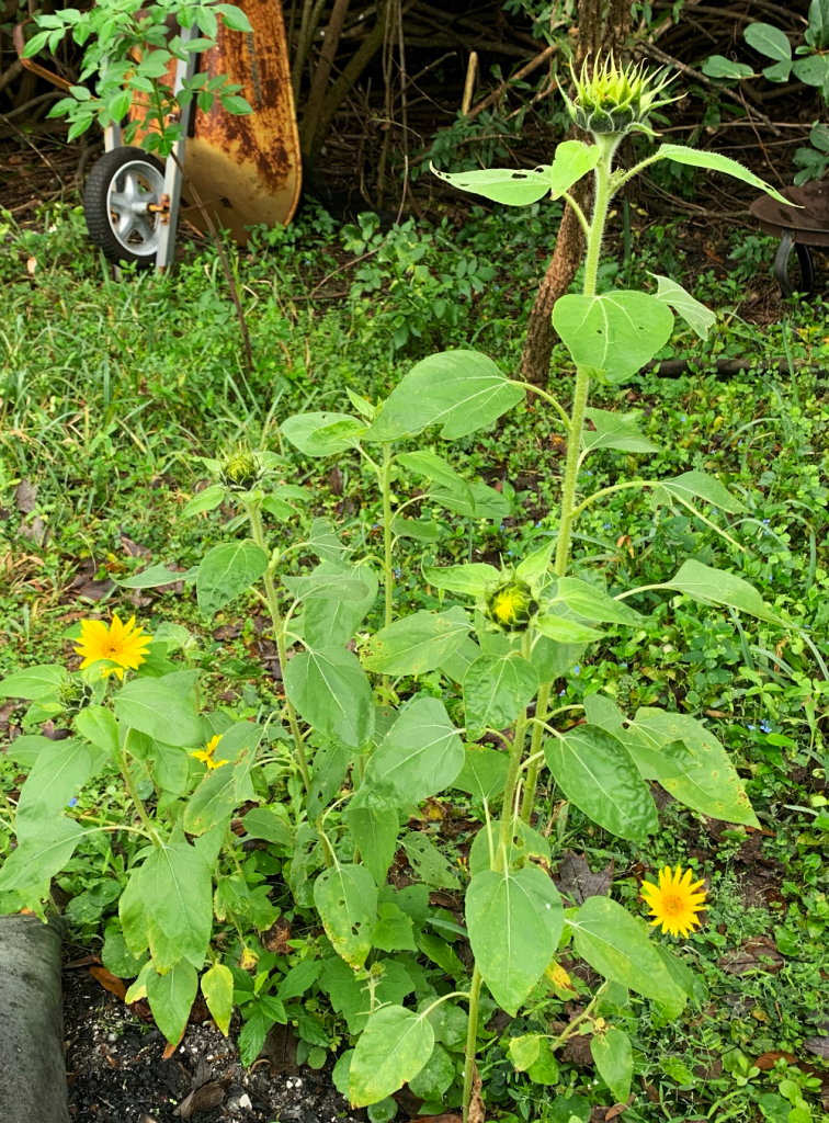 Small sunflower plants