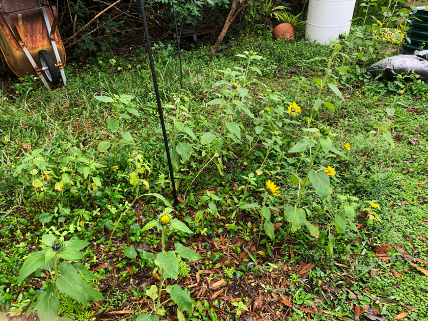 volunteer sunflowers