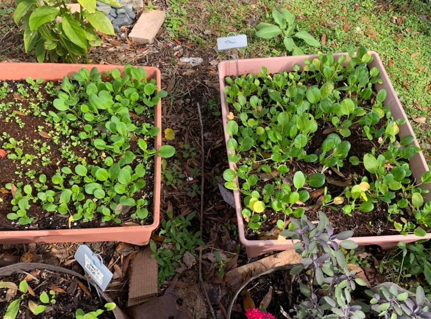 Tatsoi winter greens in box