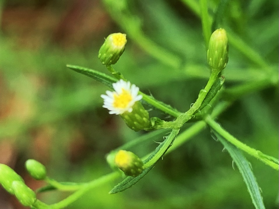 florida weed