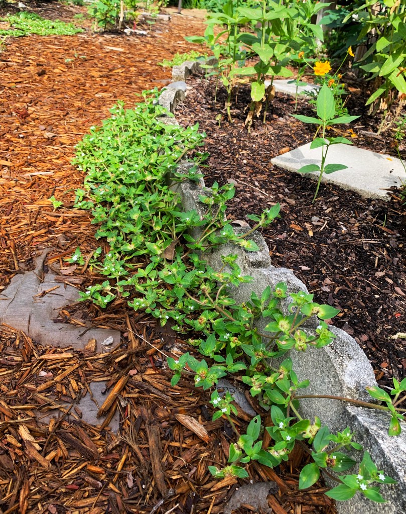 A garden scene featuring lush green plants growing along a stone border, with a background of mulch and other garden plants.