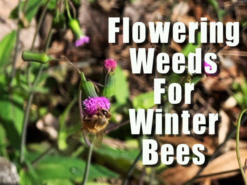Florida Weeds For Bees and&nbsp;Pollinators