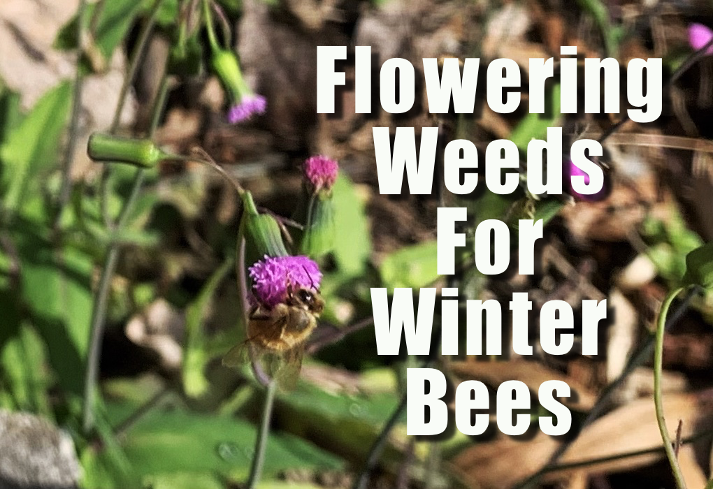 Flowering weeds for winter bees in Florida