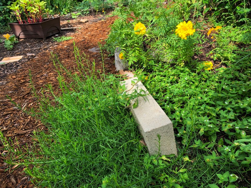 A lush garden path lined with greenery, featuring a concrete block amidst various plants and bright yellow flowers.