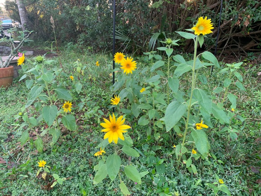 volunteer sunflowers