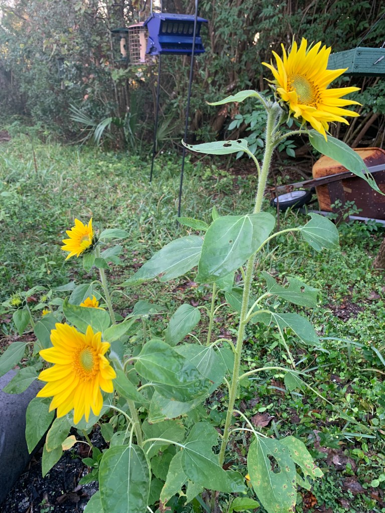 sunflowers
