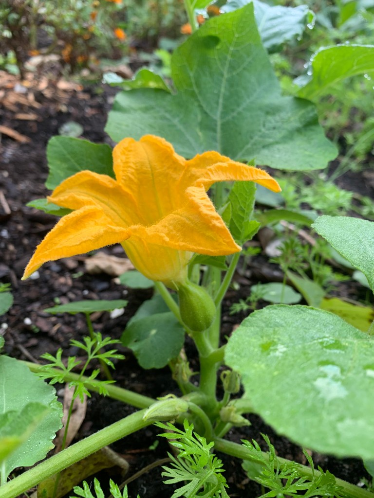 flowering squash plant