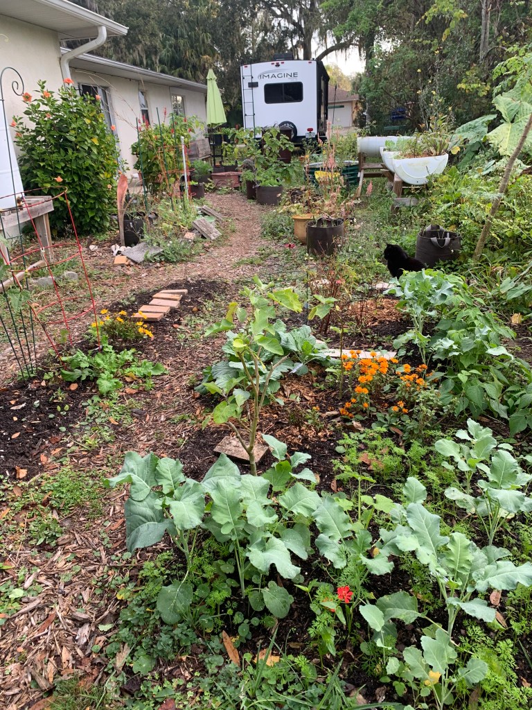 Florida backyard winter garden view