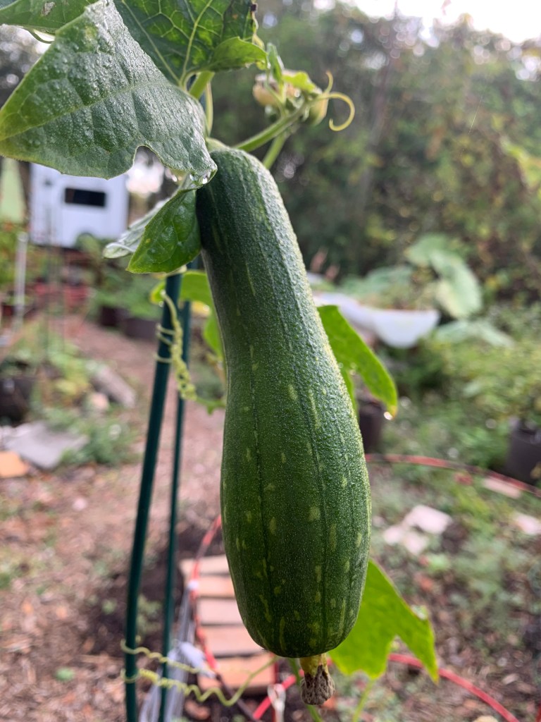 Loofah gourd on the vine