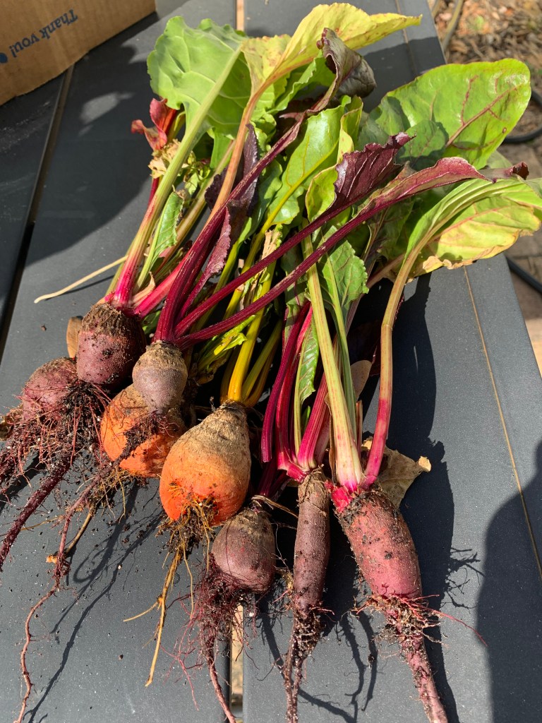 beets pulled from garden