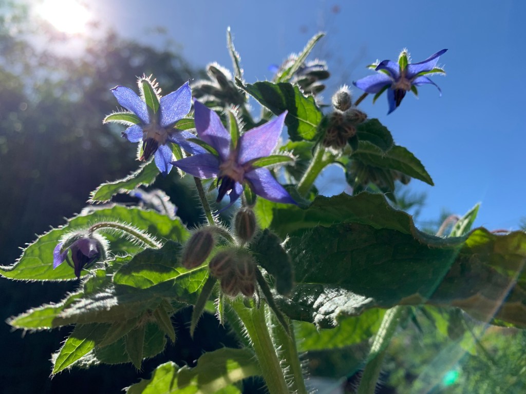 flowering borage plant