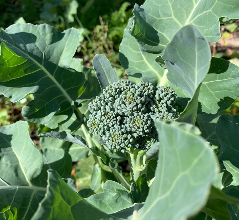 Broccoli growing
