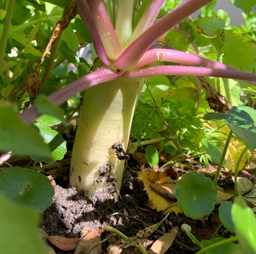 Daikon radish growing