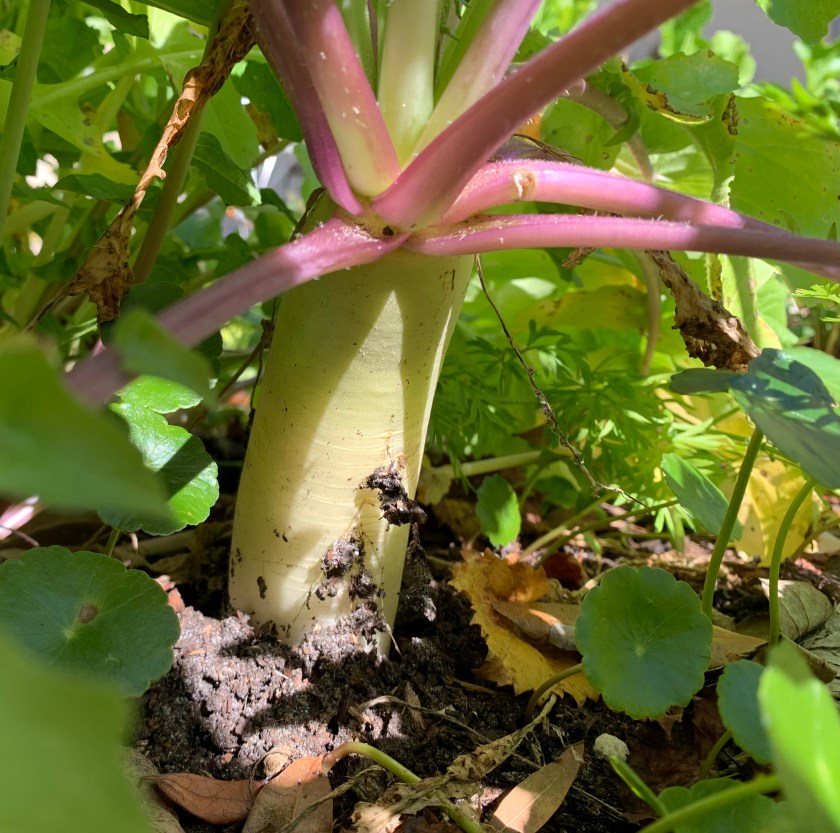 Daikon radish growing