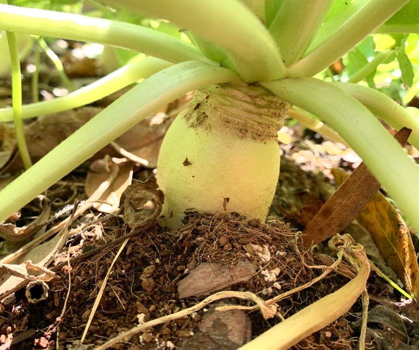 Daikon radish growing