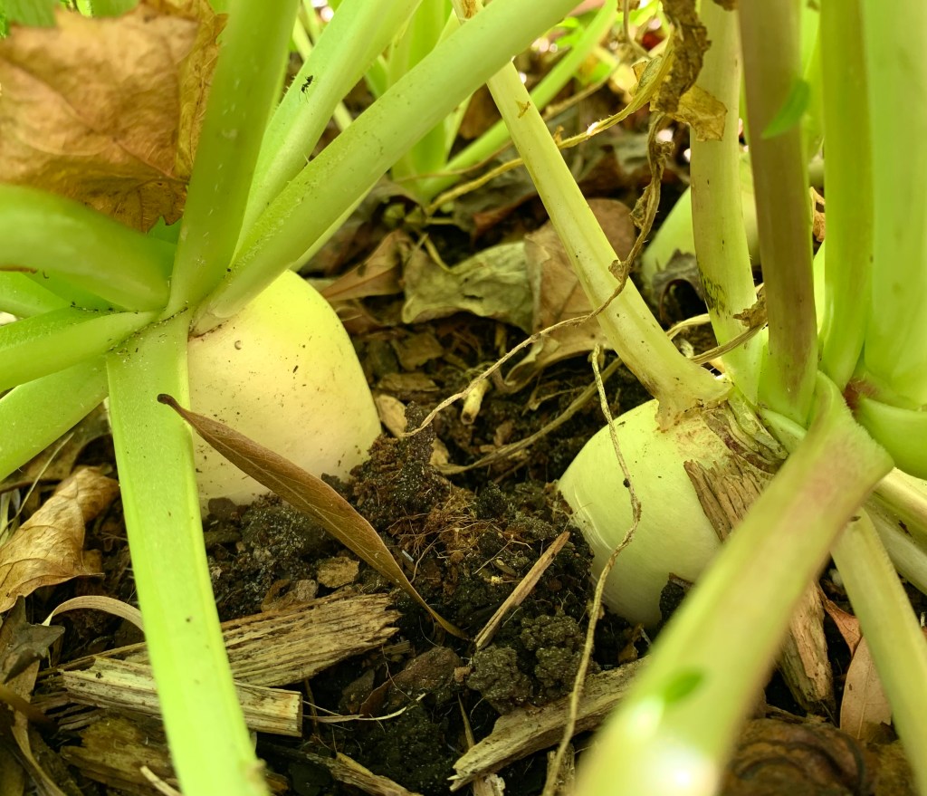 Daikon radish growing