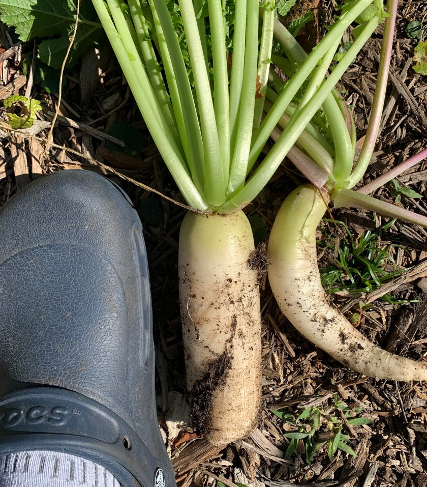 Daikon radish growing