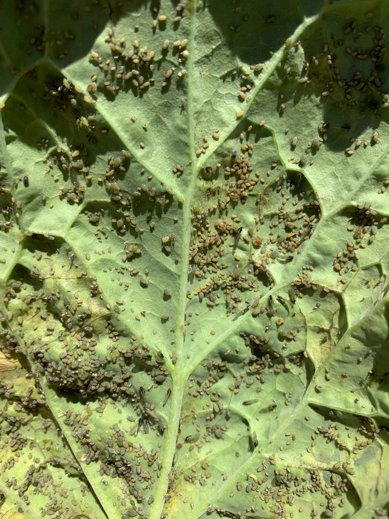 underside of cabbage leaf with bugs