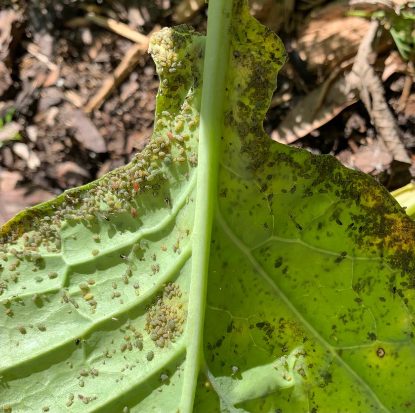 Aphids on cabbage leaf