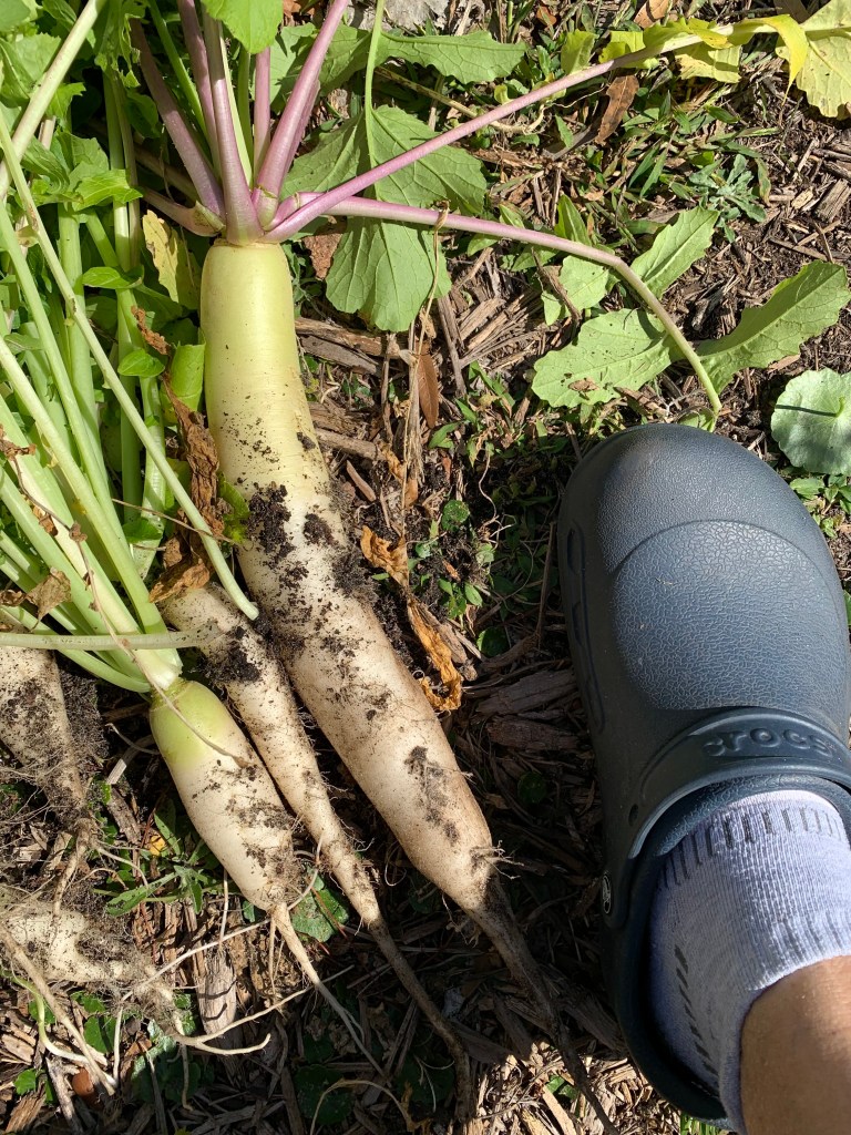 Daikon radish growing