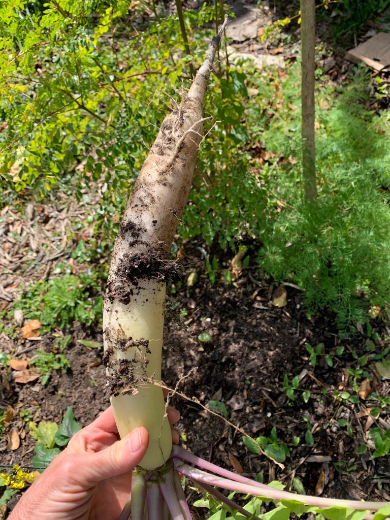 very long Daikon radish pulled