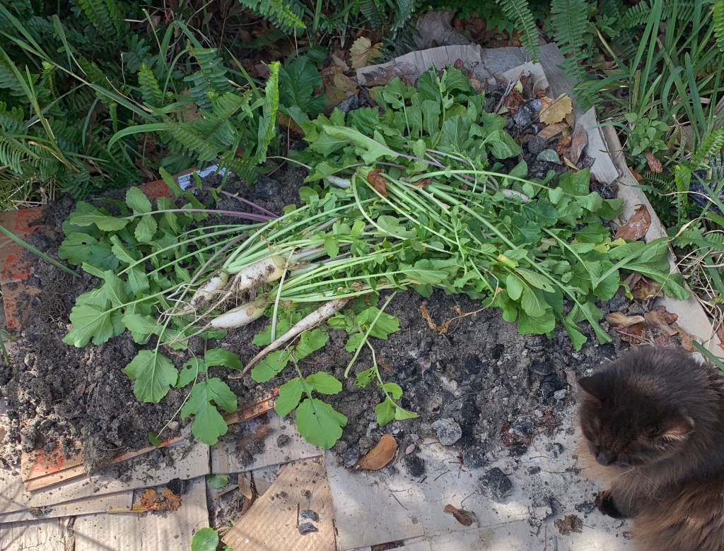New compost pile begun